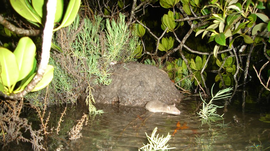 Water mouse swimming at night