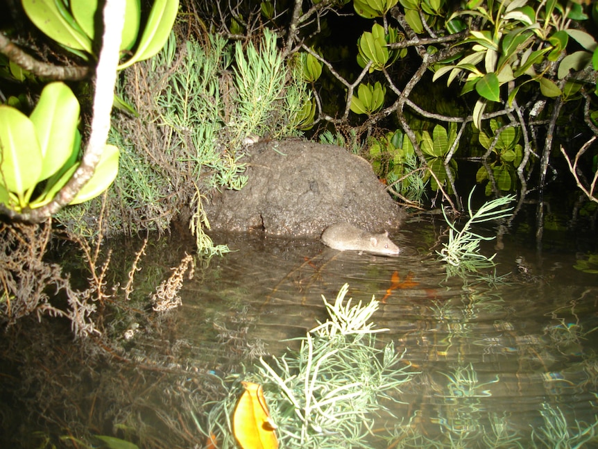 Water mouse swimming at night