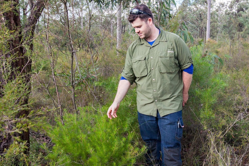 Dr Nathan Emery assessing a personnia hirsuta plant.