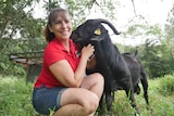 Mackay goat producer Kylie Leahy squatting alongside a goat in a paddock on her property