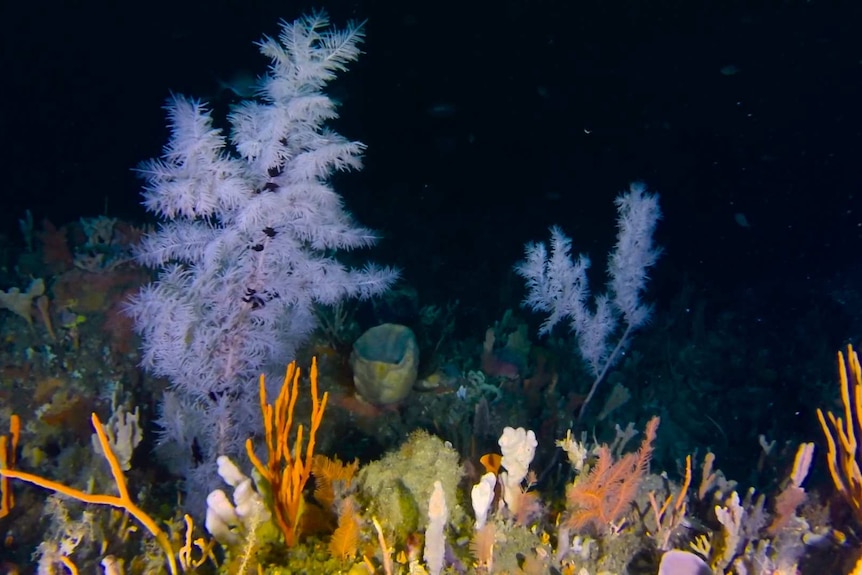 Black corals at Freycinet CMR reef