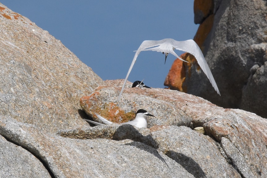 Birds nesting in rocks. The birds are white with black heads.