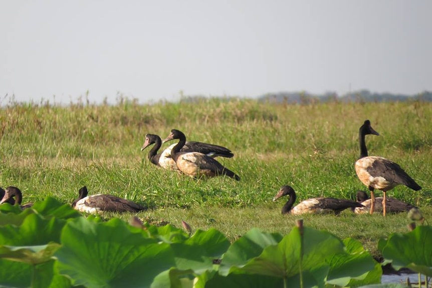 Magpie geese on Northern Territory wetlands.