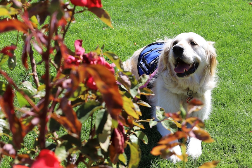 A golden retriever lies on the grass at a sunny park.