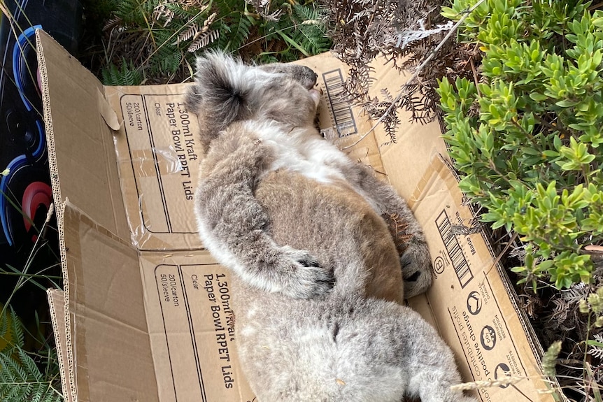 A dead koala lying on a brown cardboard box, with green roadside foliage to the right.