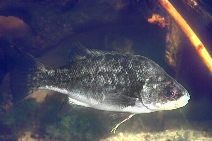 An overhead shot of a Kangaroo Valley perch in water.