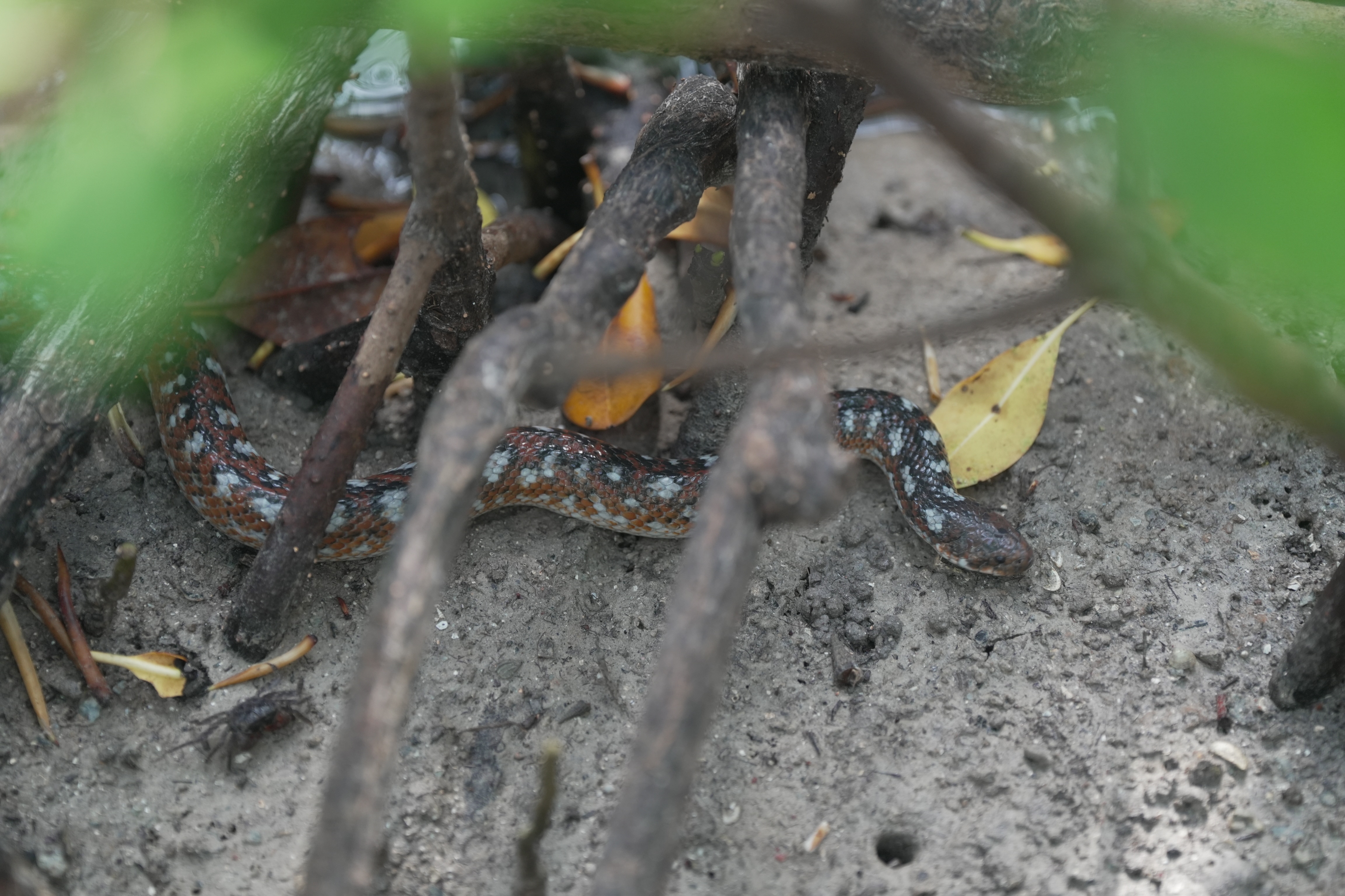 Una serpiente deslizándose entre las raíces de los manglares.