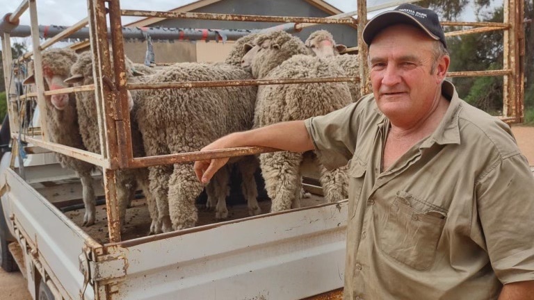 An older farmer standing in front of a ute with sheep on the back.