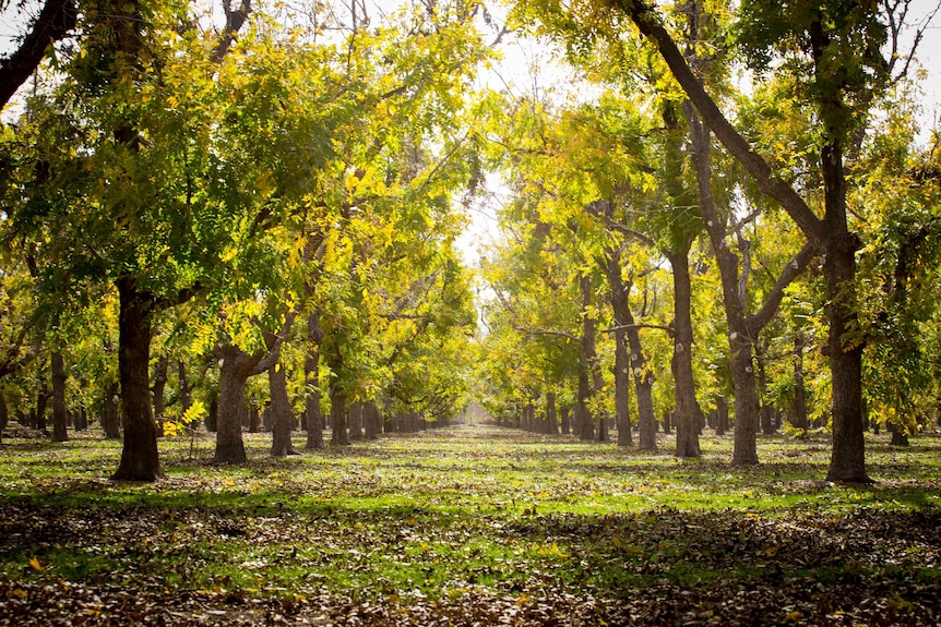 Light shines through between two rows of pecan trees