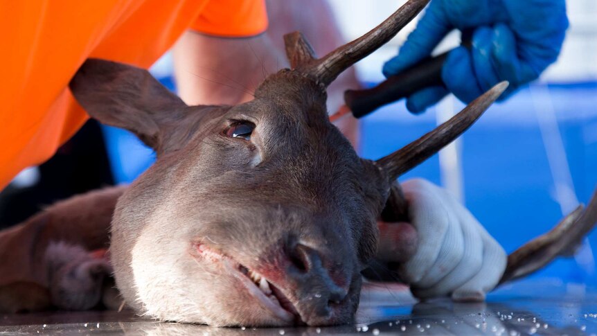 An image of a dead deer with a gloved hand holding onto an antler.