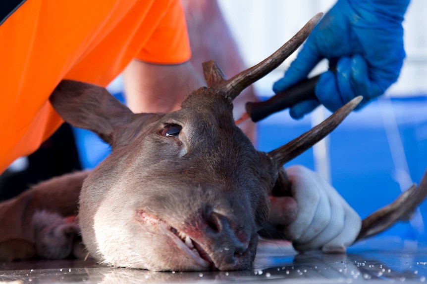 An image of a dead deer with a gloved hand holding onto an antler.