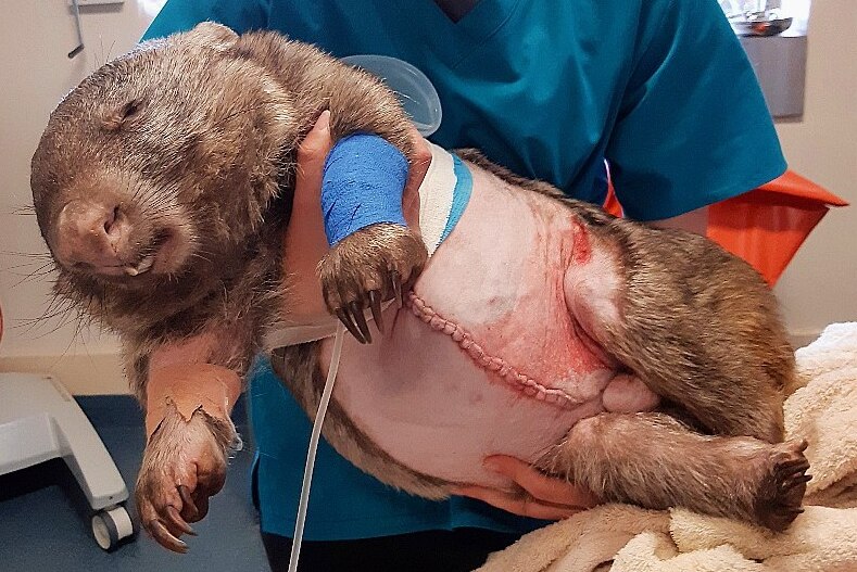 An injured wombat after surgery