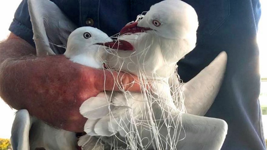 Two seagulls tangled in cotton rescued on the Gold Coast