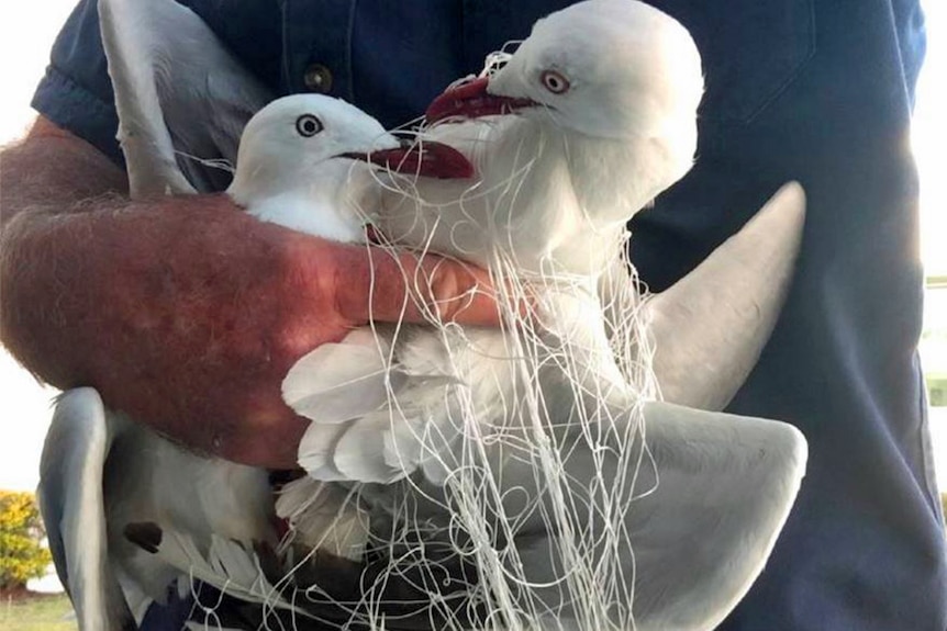 Two seagulls tangled in cotton rescued on the Gold Coast