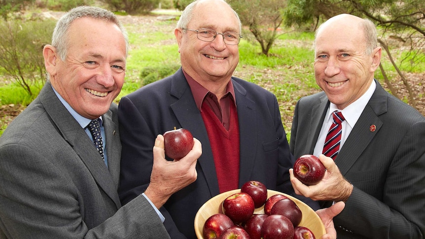 A new variety of apple dubbed the 'Black apple'