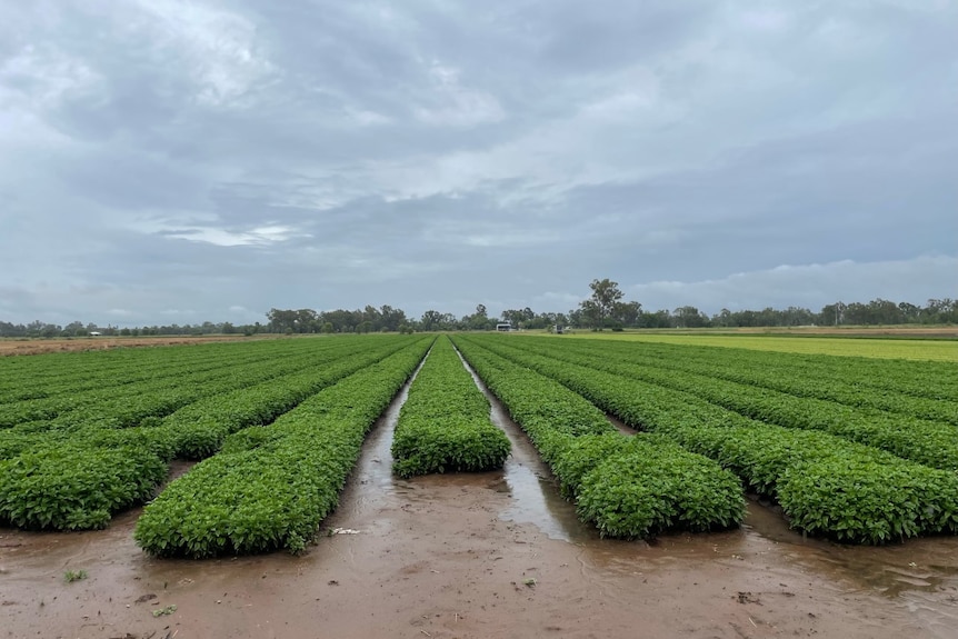 A herb crop of green plants with grey skies overhead.