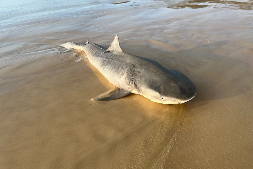 dead shark on beach 