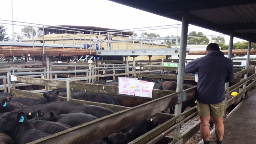 An agent checking angus cattle inside a pen at Hamilton's saleyards