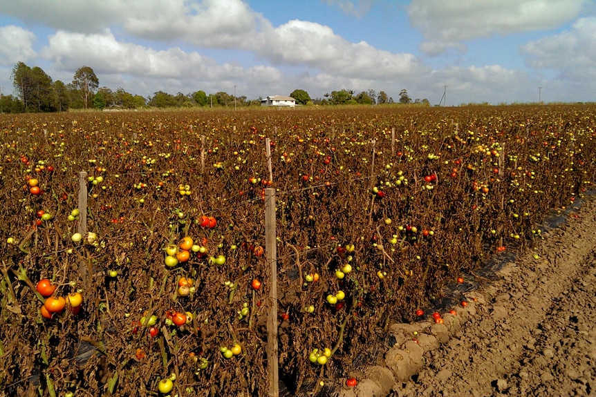 rows of unpicked tomatoes in a field