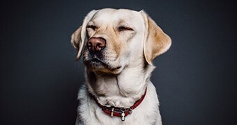 A Golden Labrador with a red collar.