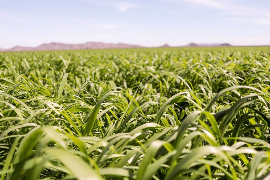 Maize growing in the Ord Valley