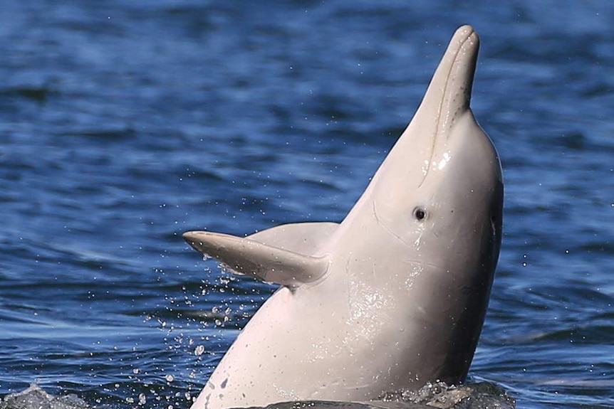 An Australian humpback dolphin pokes its head and body up in waters of Moreton Bay off Brisbane in June 2017.