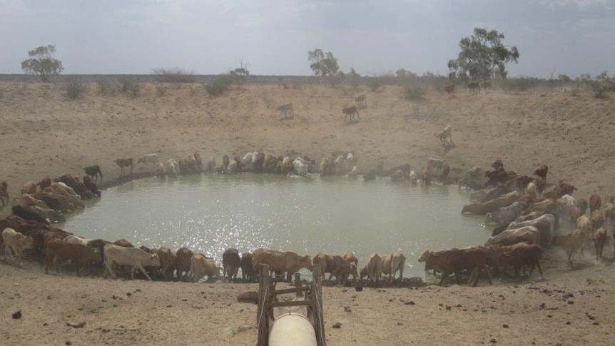 Cattle gather around a low dam