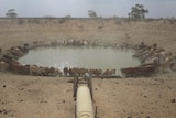 Cattle gather around a low dam