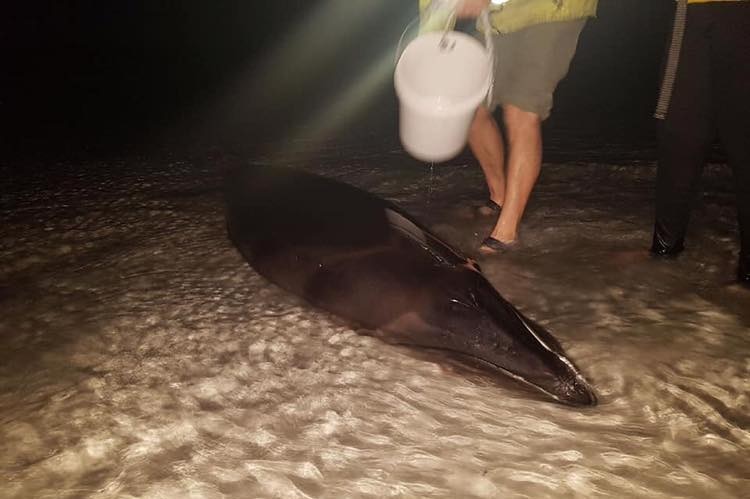 A baby minke whale laying in shallow water on the sand with a man pouring a bucket of water on it