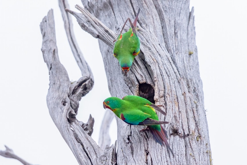 Swift parrots perched on a tree.
