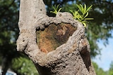 A twisted tree trunk that resembles a puppet face.
