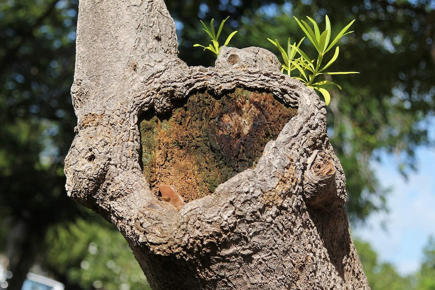 Twisted tree trunk resembles a doll's face.