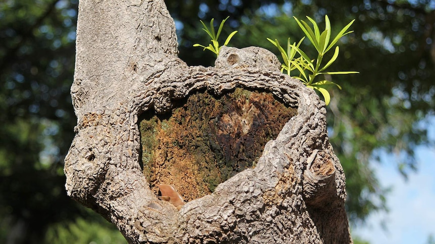 A twisted tree trunk that resembles a puppet face.