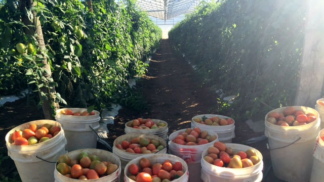 A dozen white buckets filled with roma tomatoes, surrounded by plants, covered by a greenhouse roof.