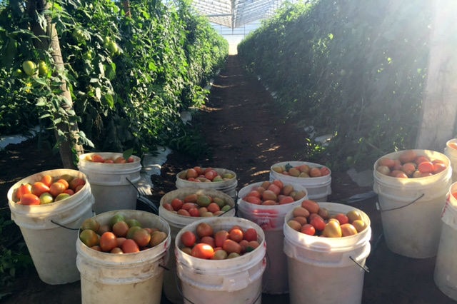 A dozen white buckets filled with roma tomatoes, surrounded by plants, covered by a greenhouse roof.