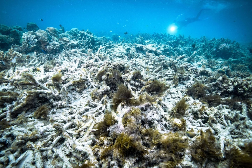 A bleached coral bed in the foreground with a diver holding a torch in the background.