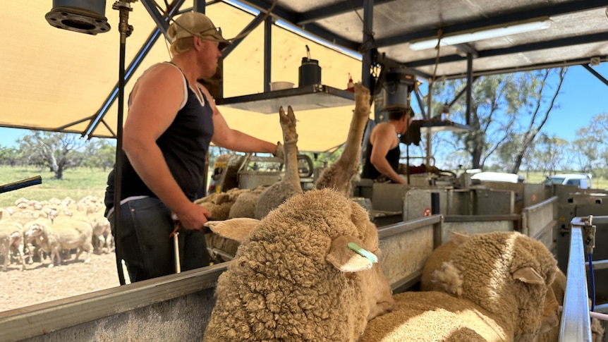 Two sheep in a race of a crutching trailer with a man crutching sheep in the background.