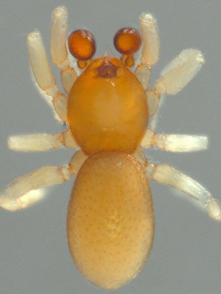 Jellybean-goblin spider found on Queensland's Darling Downs
