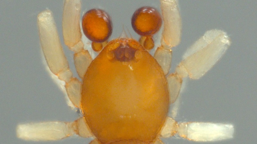 Jellybean-goblin spider found on Queensland's Darling Downs