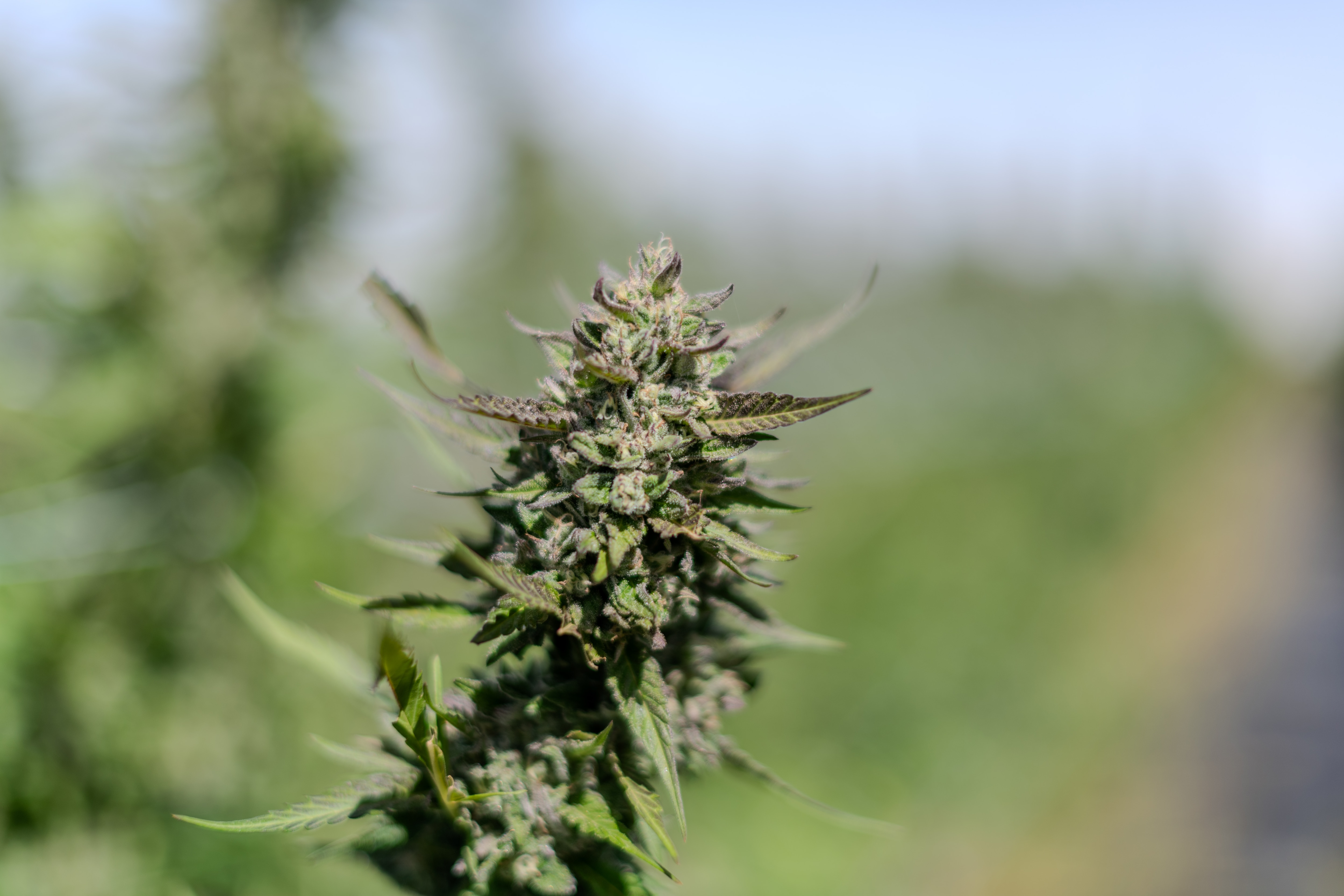 A close up of a medicinal cannabis flower showing the THC tricones.
