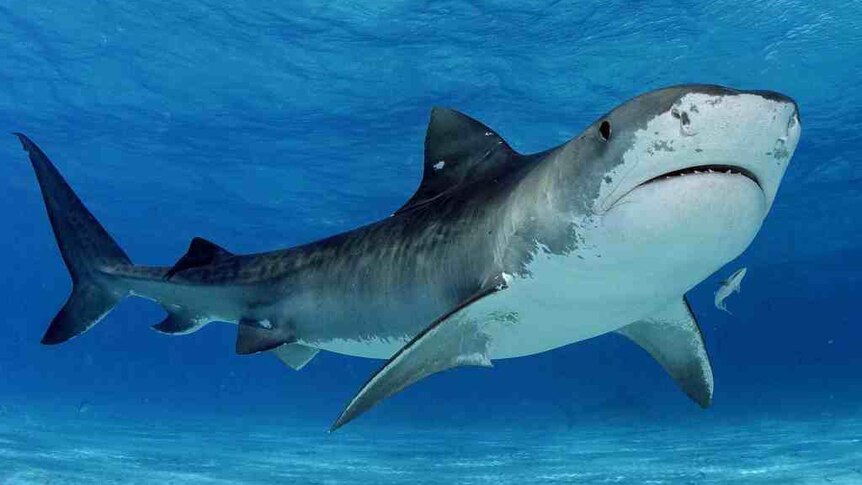 FOTOO-TIGER SHARK – Guy Harvey