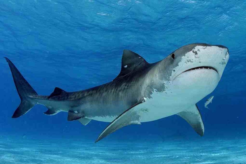 A tiger shark under water.