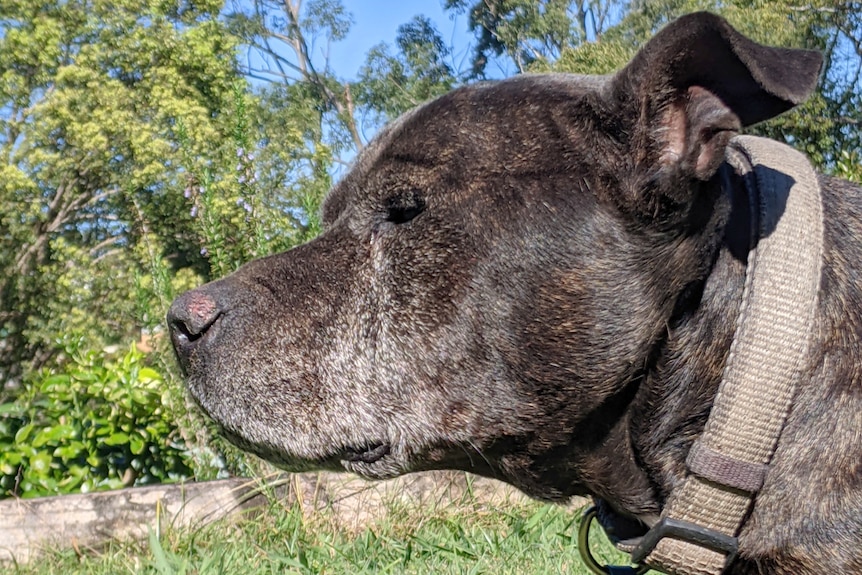 Brown staffy sitting on the grass