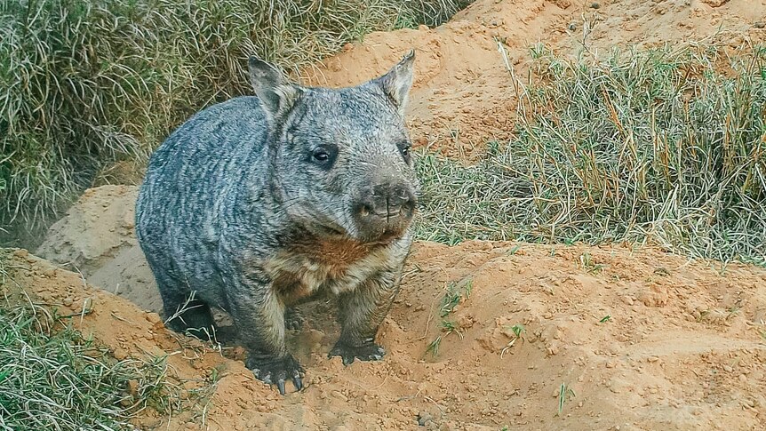 A northern-hairy nosed wombat sits on clay-looking soil