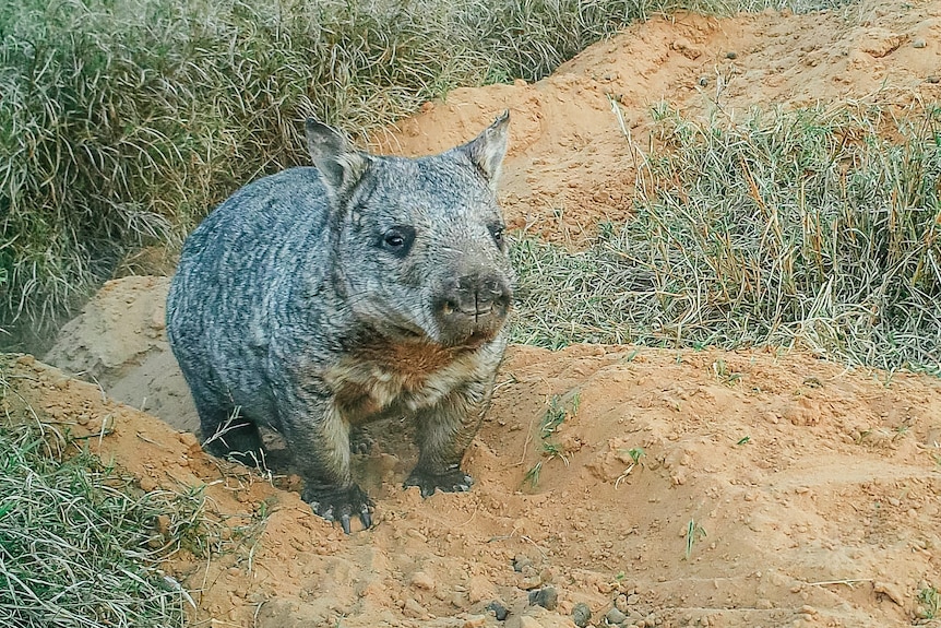 A northern-hairy nosed wombat sits on clay-looking soil