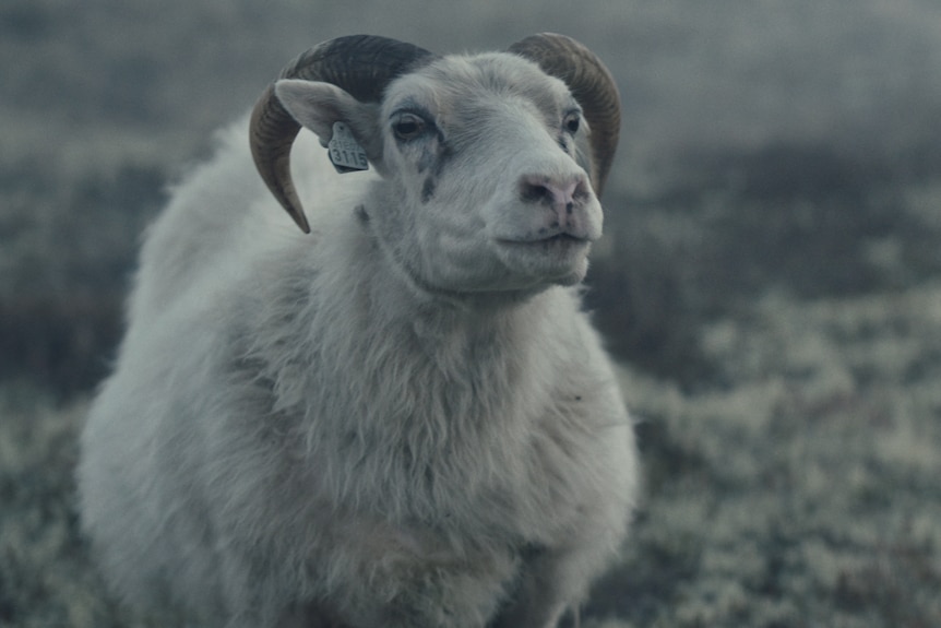 A mature white Icelandic sheep, with small dark horns stands alone in a grey and eerie paddock.