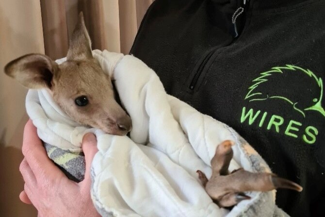 a joey wrapped in a blanket with someone holding it wearing a WIRES shirt