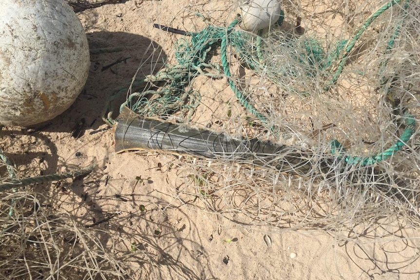 A saw from a sawfish tangled in fishing net.