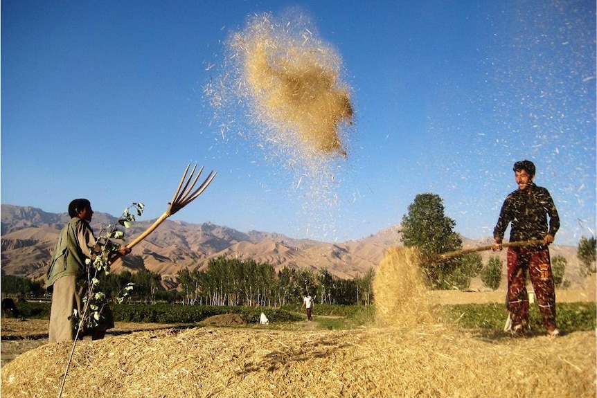 Afghan agriculture