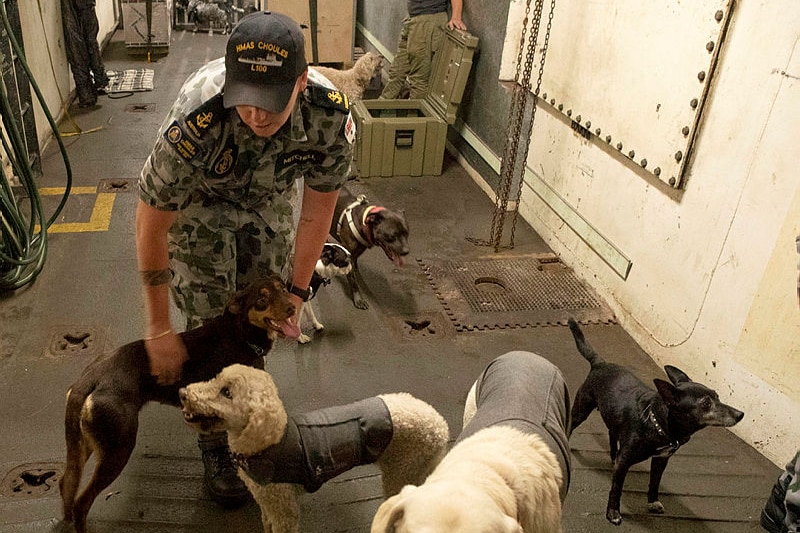Seven dogs are seen milling about a boat. A Navy sailor pats one of them. Another man is seen with a dog in front of him behind.